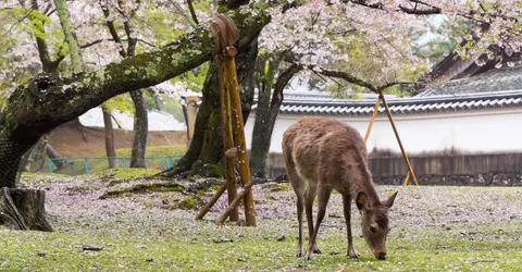 Sakura Nara-koen