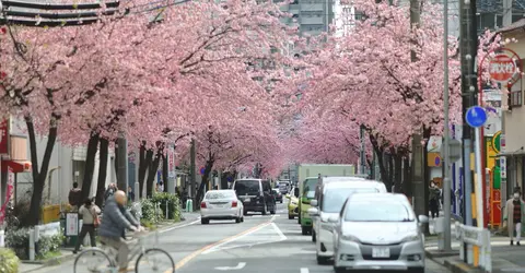 Okan Cherry Blossom Street