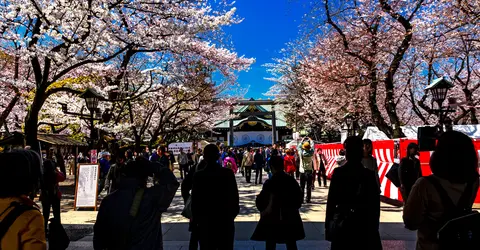 Yasukuni Shrine Cherry Blossom Festival 