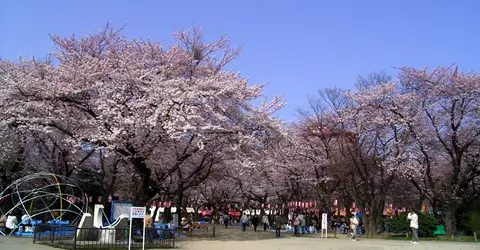 Nishi Koen, Sendai