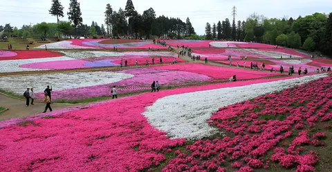 Hitsujiyama, Saitama
