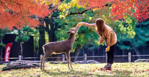 Nara - Deer and girl