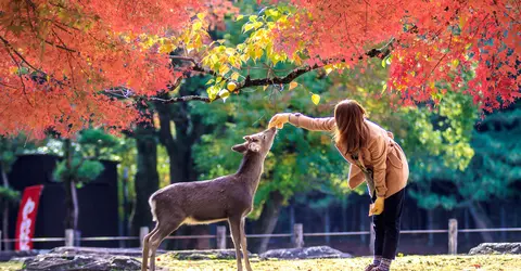 Nara - Deer and girl