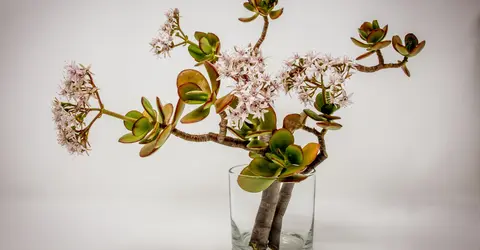 Ikebana