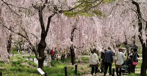 Kyoto Botanical Garden