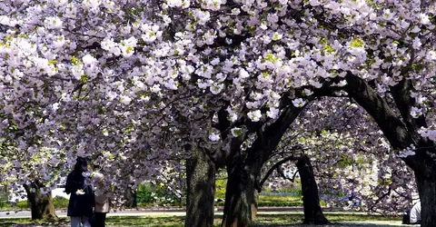 Au printemps, les 1 500 cerisiers du jardin de Shinjuku se parent de millions de pétales. Au printemps, les 1 500 cerisiers du jardin de Shinjuku se parent de millions de pétales de cerisiers.