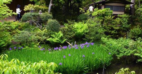 Questo piccolo giardino museo Nezu nasconde quattro chashistu, case da tè.
