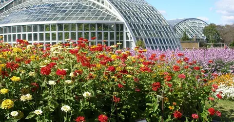 Le jardin botanique de Kyoto s'étend sur 24 000 m² et abrite plus de 12 000 variétés de plantes différentes.