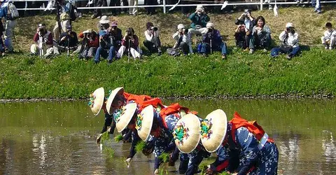 Des planteurs de riz, lors de la cérémonie de plantation "Otaue Matsuri", au printemps