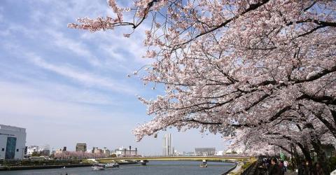 Longez le tunnel de cerisiers au bord de la Sumida à Tokyo