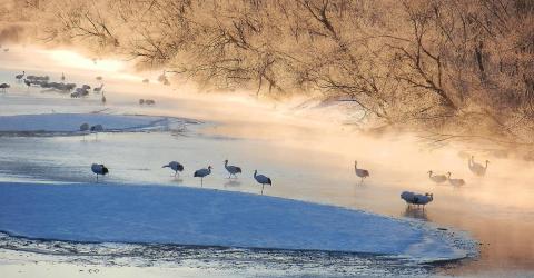Au petit matin, les grues du Japon apprécient l'eau encore chaude de la rivière