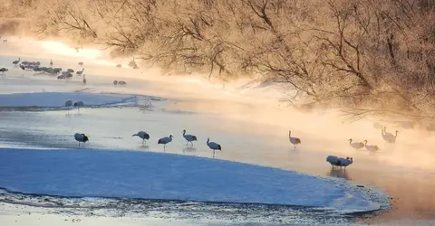 Au petit matin, les grues du Japon apprécient l'eau encore chaude de la rivière Au petit matin, les grues du Japon apprécient l'eau encore chaude de la rivière