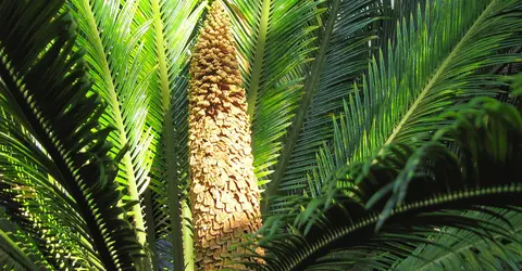 cycas du japon