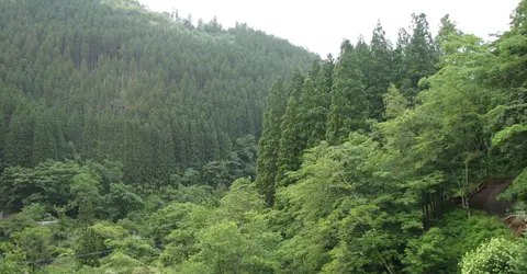 La campagne du sud du Japon à Shiiba