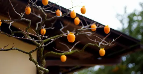 Arbre à kakis du parc Commémoratif Showa à Tokyo