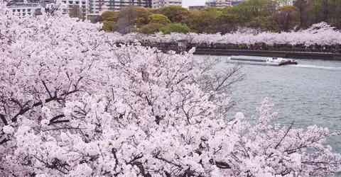 Le parc Kema Sakuranomiya à Osaka : spot idéal à sakura !