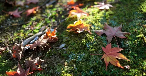 Détail de feuilles d'érables au parc Momijidani