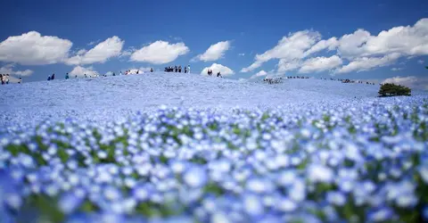 Océan floral au parc Hitachi Kaihin Océan floral au parc Hitachi Kaihin