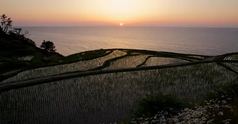 Rizières en terrasse au coucher du soleil