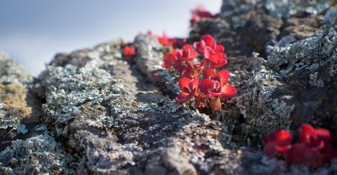 Fleurs alpines du mont Apoi