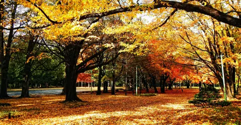 Le parc Maruyama à Sapporo en automne. Le parc Maruyama à Sapporo en automne.
