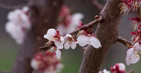 Fleurs de cerisiers au parc Maruyama de Sapporo Fleurs de cerisiers au parc Maruyama de Sapporo
