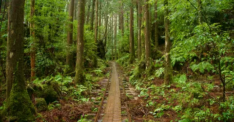 Chemin à Yakushima