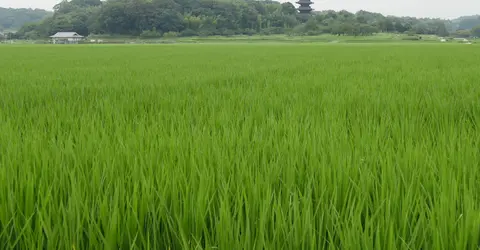 Le plaine de Kibi en été Le plaine de Kibi en été