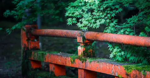 Détail dans le jardin du Daigo-ji à Kyoto Détail dans le jardin du Daigo-ji à Kyoto