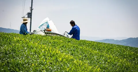Champs de thé à Wazuka