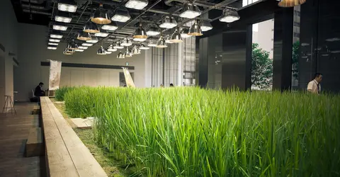 Une petite rizière de 150m² occupe le hall d'entrée de Pasona Une petite rizière de 150m² occupe le hall d'entrée de Pasona