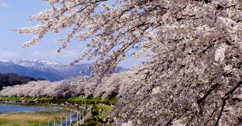 Sakura tunnel