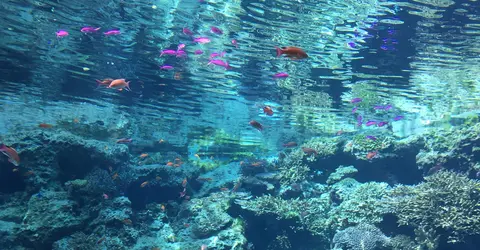 Aquarium Churaumi Aquarium Churaumi