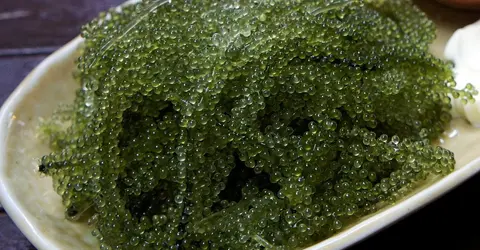 Umibudo, le raisin de la mer (caulerpa lentillifera) Umibudo, le raisin de la mer (caulerpa lentillifera)