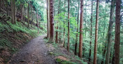 Le sentier pour gravir le Mont Hiei