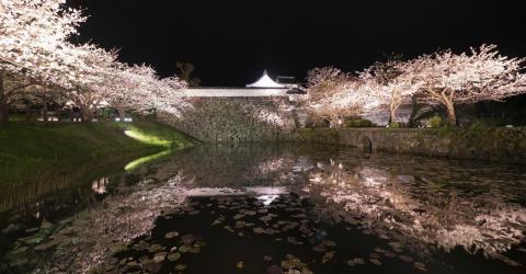 Les sakura longeant le mur du château de Fukuoka