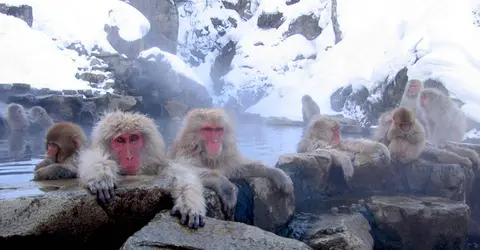 Jigokudani Jigokudani