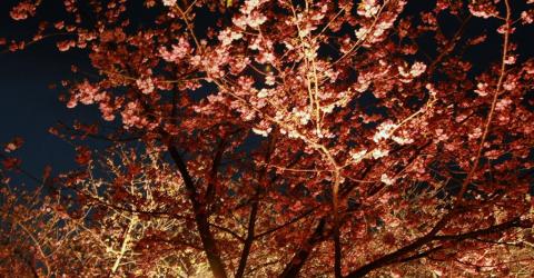 Cerisiers de nuit à Kawazu