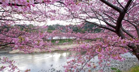 La rivière Kawazu et ses cerisiers en fleur