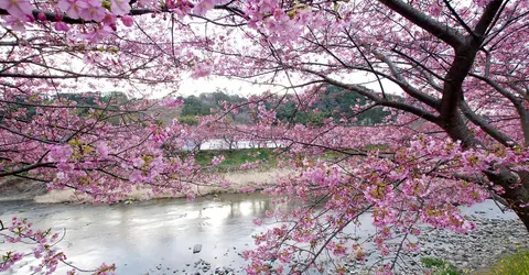 Kawazu River and its cherry blossoms Kawazu River and its cherry blossoms