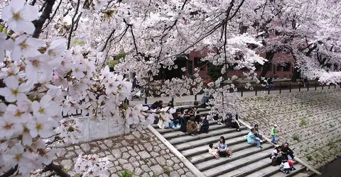 Hanami, un moment de convivialité Hanami, un moment de convivialité