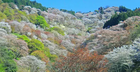 Parc national de Yoshino-Kumano Parc national de Yoshino-Kumano