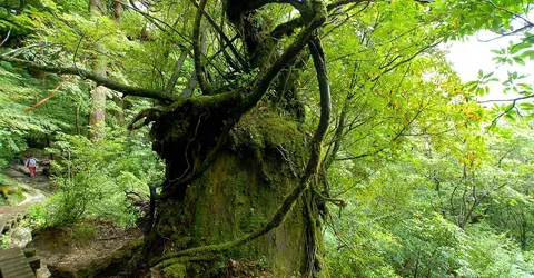 Yakushima National Park