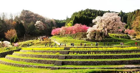 matabei-zakura matabei-zakura