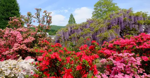 Le parc floral d'Ashikaga