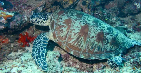 Tortue sous-marine