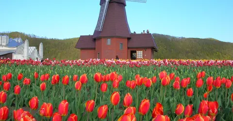 Kamiyubetsu Tulip Park Kamiyubetsu Tulip Park