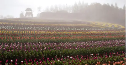 Sera Kogen Farm Sera Kogen Farm