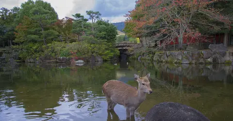 Cerf à Nara Cerf à Nara