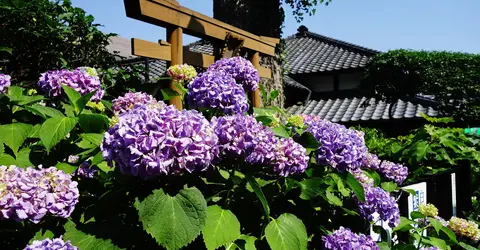 Les hortensias poussent souvent dans les jardins des temples et sanctuaires Les hortensias poussent souvent dans les jardins des temples et sanctuaires